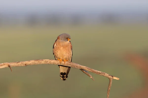 Menor estação de acasalamento kestrel — Fotografia de Stock