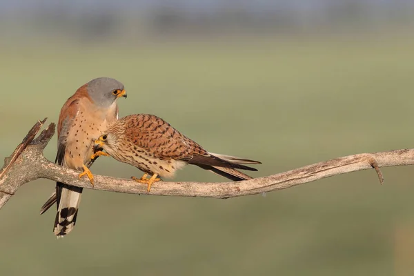 Menor estação de acasalamento kestrel — Fotografia de Stock