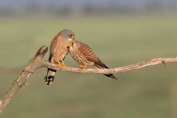 Lesser kestrel páření — Stock fotografie