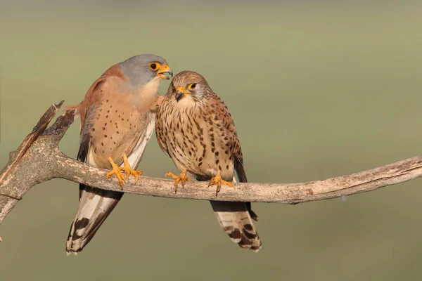 Lesser kestrel mating season — Stock Photo, Image