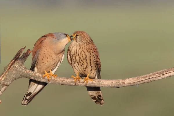 Menor temporada de apareamiento de cernícalos — Foto de Stock