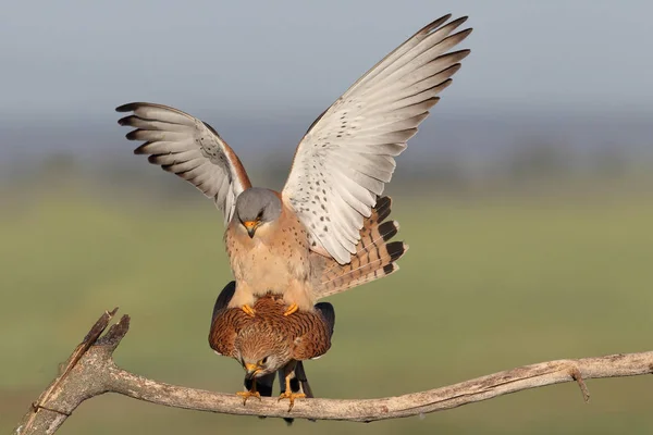 Lesser kestrel mating season — Stock Photo, Image