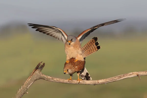 Lesser kestrel páření — Stock fotografie