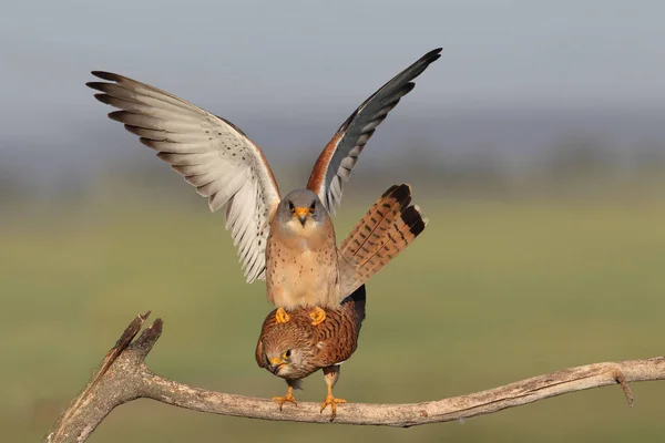 Lesser kestrel páření — Stock fotografie