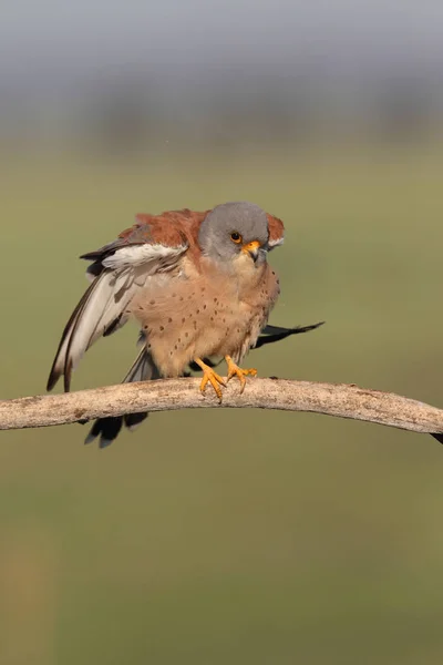 Menor estação de acasalamento kestrel — Fotografia de Stock