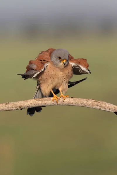 Weniger Turmfalkenpaarungszeit — Stockfoto