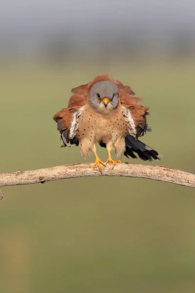 Menor estação de acasalamento kestrel — Fotografia de Stock