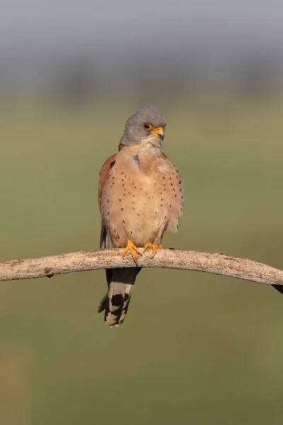 Menor estação de acasalamento kestrel — Fotografia de Stock