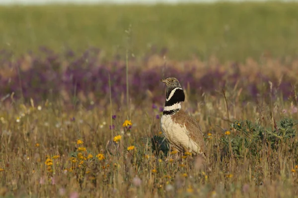 Petit écran de bustard — Photo