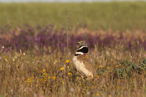 Petit écran de bustard — Photo