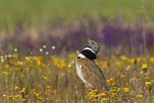 Petit écran de bustard — Photo