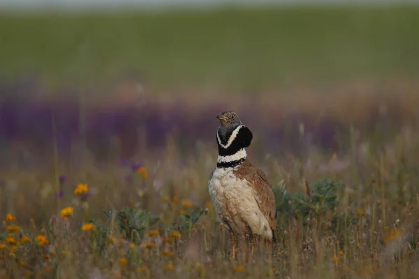 Petit écran de bustard — Photo