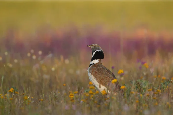 Little bustard display — Stock Photo, Image