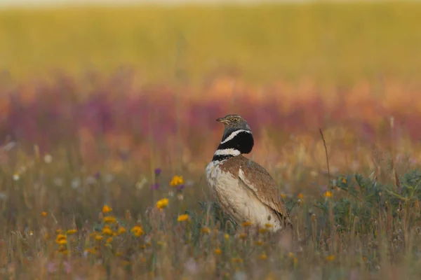 Little bustard display — Stock Photo, Image