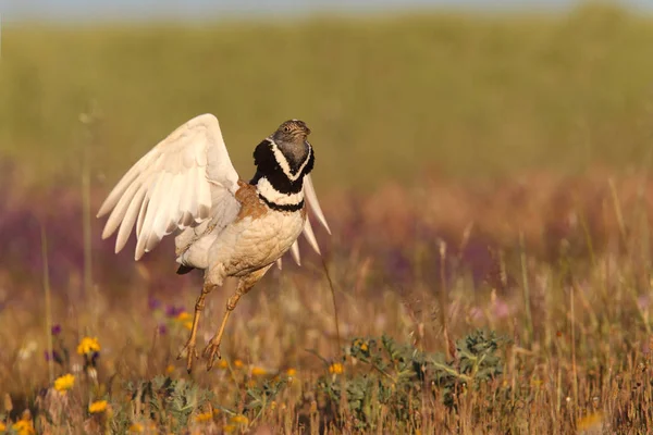 Petit écran de bustard — Photo