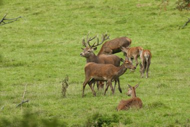 Kızıl geyik ormana