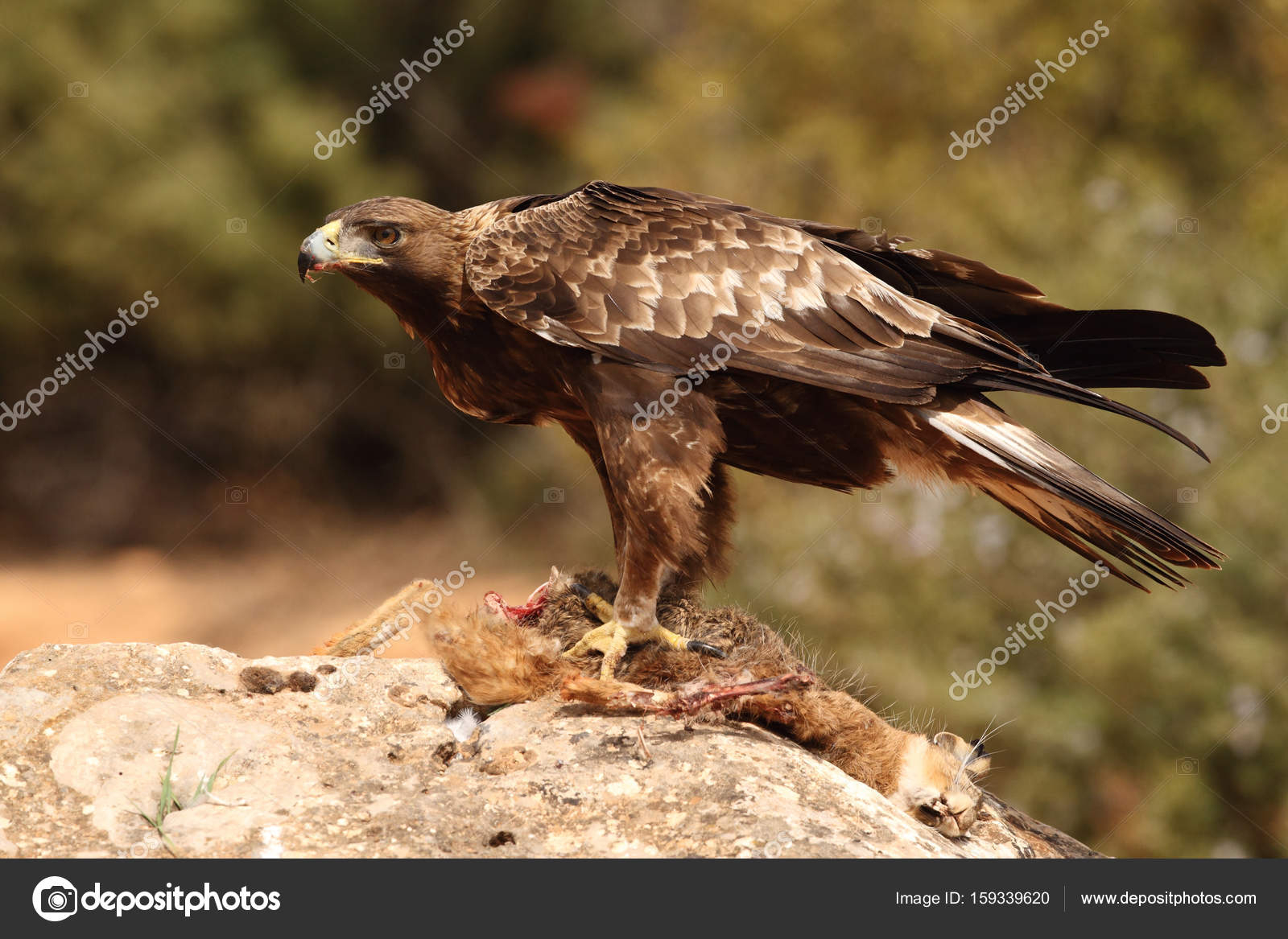 Hunting Golden Eagle Stock Photo Paolo Manzi 159339620