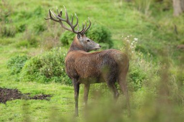 Kızıl geyik ormana