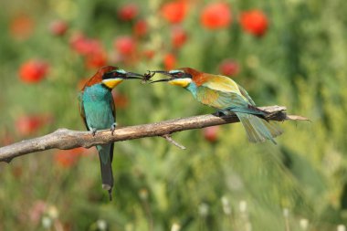 Avrupa arı yiyenler