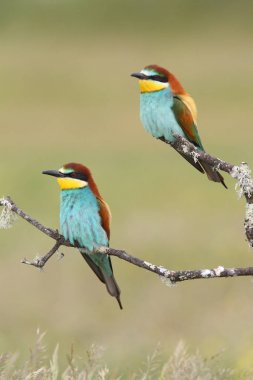 Avrupa arı yiyenler