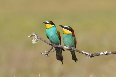 Avrupa arı yiyenler