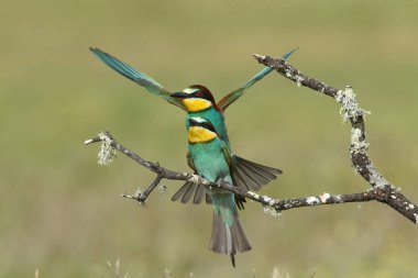 Avrupa arı yiyenler