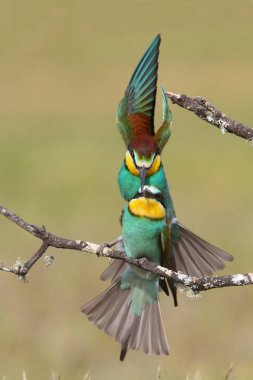 Avrupa arı yiyenler