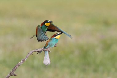 Avrupa arı yiyenler