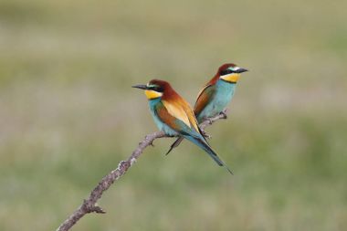 Avrupa arı yiyenler