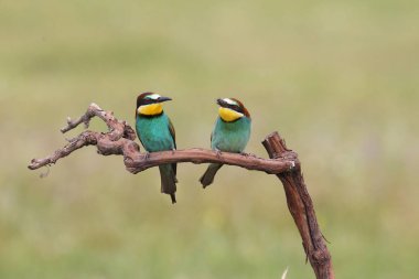 Avrupa arı yiyenler