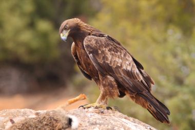 avcılık altın kartal