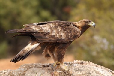 Avcılık Avrasya çakır kuşu