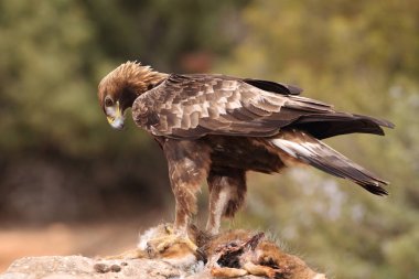 avcılık altın kartal