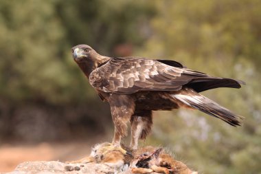 Avcılık Avrasya çakır kuşu