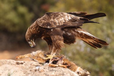 Avcılık Avrasya çakır kuşu