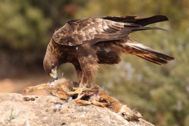 avcılık altın kartal