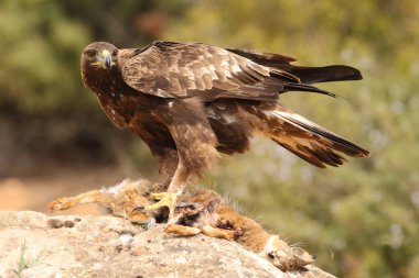 avcılık altın kartal