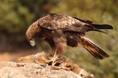 avcılık altın kartal