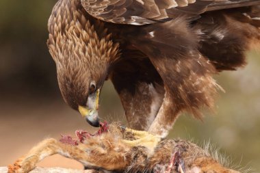 Avcılık Avrasya çakır kuşu