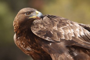 avcılık altın kartal