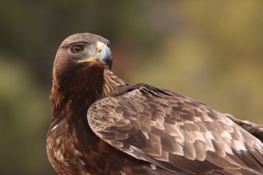 avcılık altın kartal