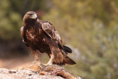 avcılık altın kartal