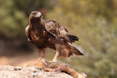 avcılık altın kartal