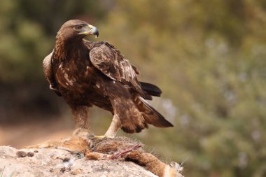 avcılık altın kartal