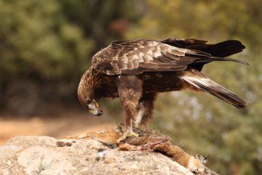 avcılık altın kartal