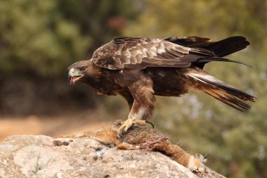 avcılık altın kartal