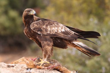 avcılık altın kartal