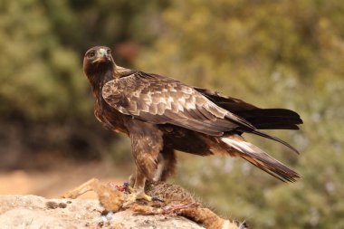 avcılık altın kartal