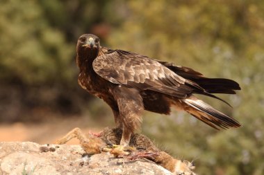 avcılık altın kartal