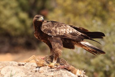 avcılık altın kartal